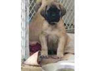 Mastiff Puppy for sale in Atascadero, CA, USA