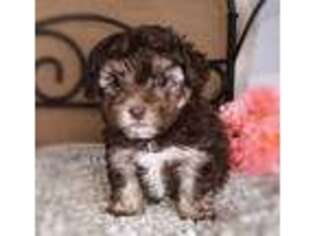 Shih-Poo Puppy for sale in Havana, AR, USA