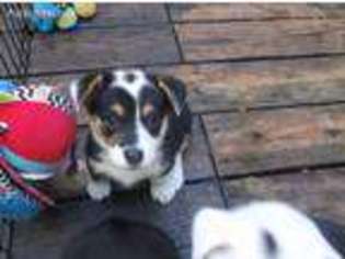 Pembroke Welsh Corgi Puppy for sale in Mount Pleasant Mills, PA, USA