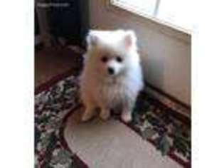 Pomeranian Puppy for sale in Oxford, NC, USA