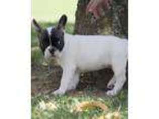 French Bulldog Puppy for sale in Pisgah, AL, USA