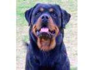 Rottweiler Puppy for sale in Deming, NM, USA