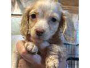 Dachshund Puppy for sale in Mount Pleasant, TX, USA