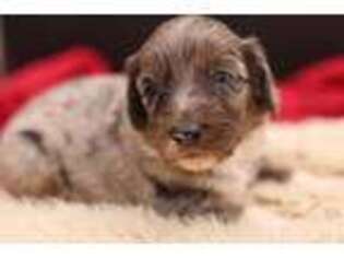 Mutt Puppy for sale in Dorset, OH, USA