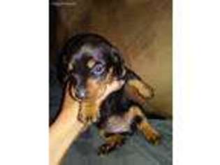 Dachshund Puppy for sale in Chesnee, SC, USA
