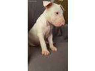 Bull Terrier Puppy for sale in Newport News, VA, USA