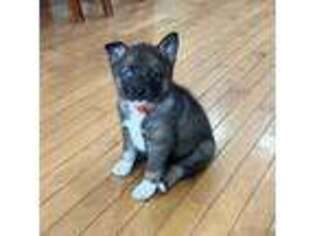 Mutt Puppy for sale in Doon, IA, USA