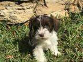 Mutt Puppy for sale in Mcalester, OK, USA