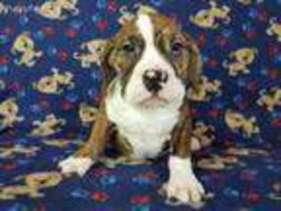 Bulldog Puppy for sale in North Collins, NY, USA