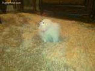 Pomeranian Puppy for sale in Westfield, MA, USA