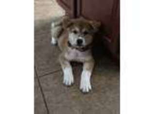 Akita Puppy for sale in Palmetto, FL, USA
