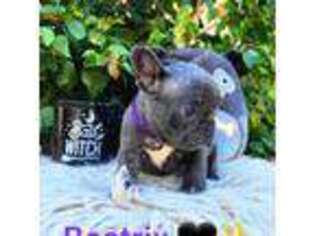 French Bulldog Puppy for sale in Ormond Beach, FL, USA