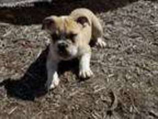 Bulldog Puppy for sale in Loysville, PA, USA