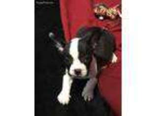 Boston Terrier Puppy for sale in Chula Vista, CA, USA