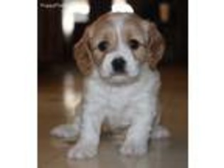 Cavapoo Puppy for sale in Lamar, MO, USA