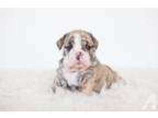 Bulldog Puppy for sale in UPPER MARLBORO, MD, USA