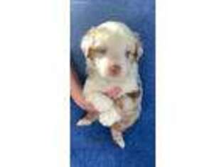 Miniature Australian Shepherd Puppy for sale in Hebron, IL, USA
