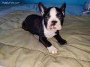 French Bulldog Puppy for sale in Philo, OH, USA