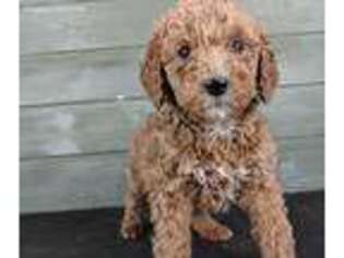 Labradoodle Puppy for sale in Saint Cloud, FL, USA