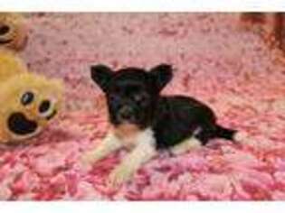 Mi-Ki Puppy for sale in Jacksonville, FL, USA