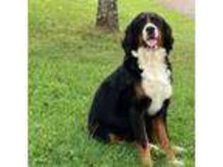 Bernese Mountain Dog Puppy for sale in Jonesville, VA, USA