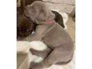 Neapolitan Mastiff Puppy for sale in Farmington Hills, MI, USA