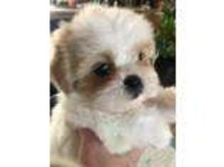 Mal-Shi Puppy for sale in San Luis Obispo, CA, USA