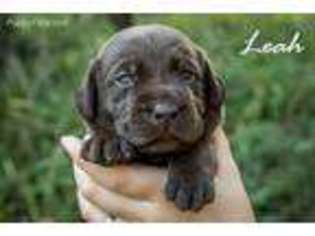 Labrador Retriever Puppy for sale in Whitehall, WI, USA