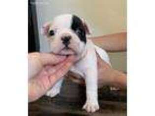 French Bulldog Puppy for sale in Yucaipa, CA, USA