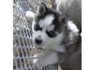 Siberian Husky Puppy for sale in Guffey, CO, USA