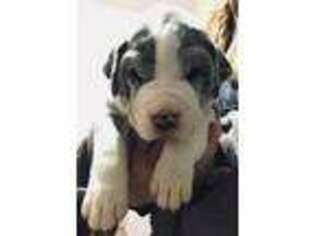 Great Dane Puppy for sale in Quincy, MI, USA