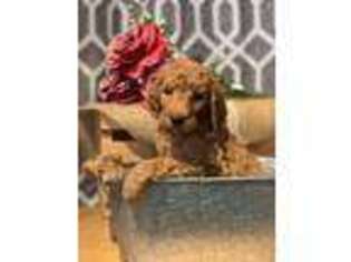 Goldendoodle Puppy for sale in Romulus, NY, USA