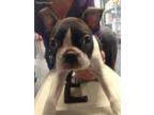 Medium Photo #1 Boston Terrier Puppy For Sale in Hudson, FL, USA