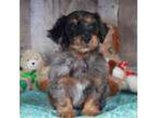 Goldendoodle Puppy for sale in New Concord, KY, USA