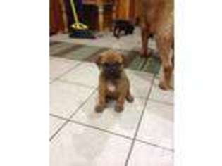 Bullmastiff Puppy for sale in MEADVILLE, PA, USA