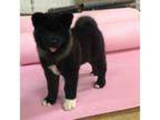 Akita Puppy for sale in Batesville, AR, USA