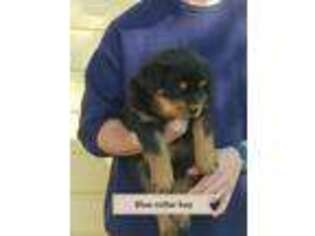 Rottweiler Puppy for sale in Wasco, CA, USA