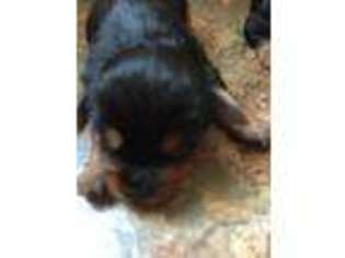 Yorkshire Terrier Puppy for sale in CORAOPOLIS, PA, USA