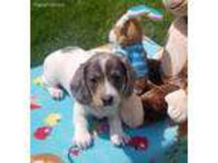 Dachshund Puppy for sale in Polo, MO, USA
