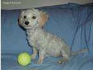 Mutt Puppy for sale in Interlochen, MI, USA