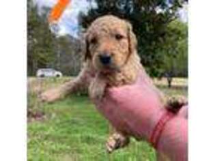 Goldendoodle Puppy for sale in Locust Grove, GA, USA