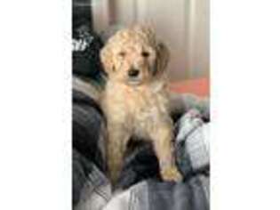 Goldendoodle Puppy for sale in Caney, OK, USA