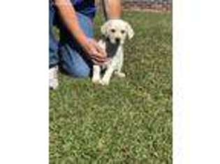 Labrador Retriever Puppy for sale in Pamplico, SC, USA