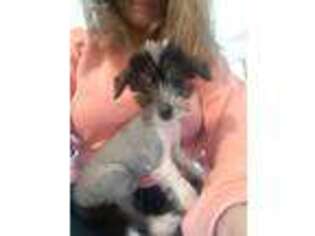 Chinese Crested Puppy for sale in Rosedale, IN, USA