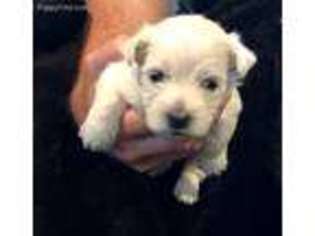 West Highland White Terrier Puppy for sale in Seagoville, TX, USA