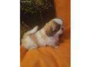 Pekingese Puppy for sale in Cheney, KS, USA