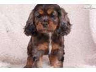 Cocker Spaniel Puppy for sale in Lancaster, PA, USA