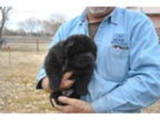 Chow Chow Puppy for sale in Los Lunas, NM, USA