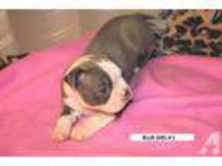 Boston Terrier Puppy for sale in WEST CHESTER, OH, USA