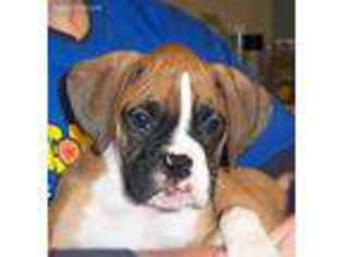 Boxer Puppy for sale in Morrison, IL, USA